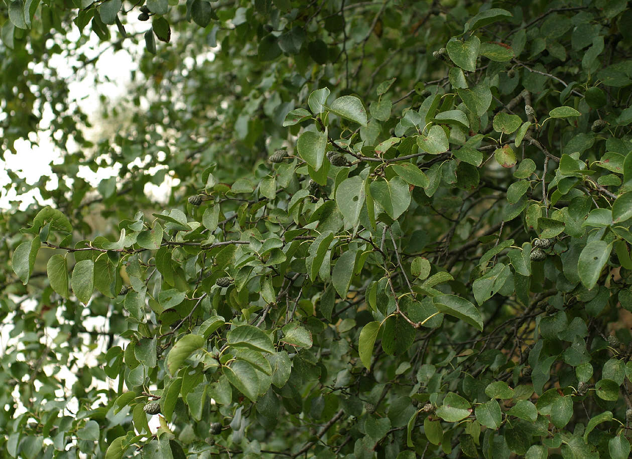 Image of Alder of Corsica