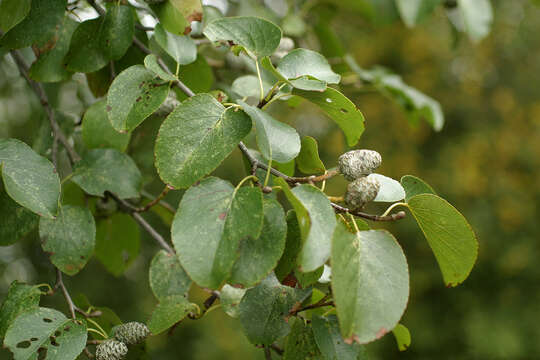 Image of Alder of Corsica