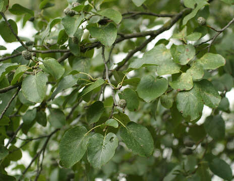 Image of Alder of Corsica