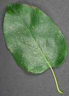 Image of Alder of Corsica