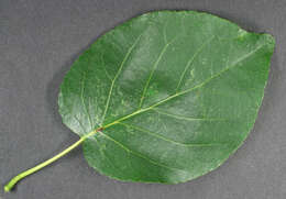 Image of Alder of Corsica