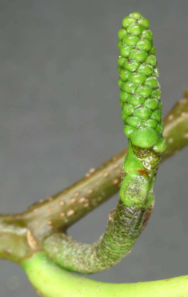 Image of Alder of Corsica