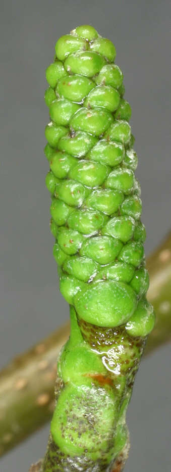 Image of Alder of Corsica