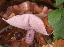 Image of the blewit