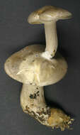 Image of Clitocybe nebularis (Batsch) P. Kumm. 1871