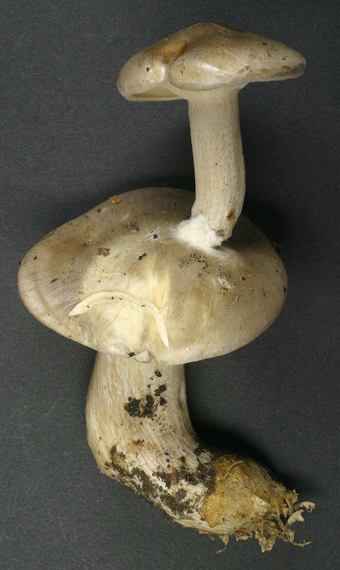 Image of Clitocybe nebularis (Batsch) P. Kumm. 1871