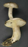 Image of Clitocybe nebularis (Batsch) P. Kumm. 1871