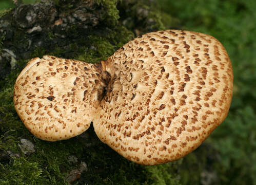 Image of dryad's saddle