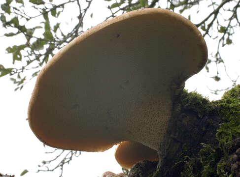 Image of dryad's saddle