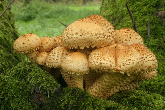 Image of shaggy scalycap