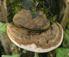 Image of Ganoderma australe (Fr.) Pat. 1889