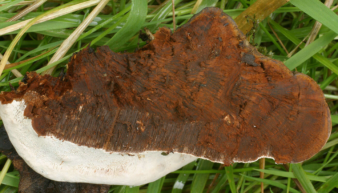 Image of Ganoderma australe (Fr.) Pat. 1889