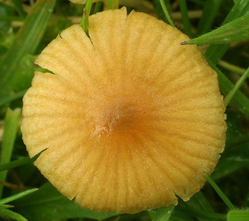 Imagem de Galerina graminea (Velen.) Kühner 1935