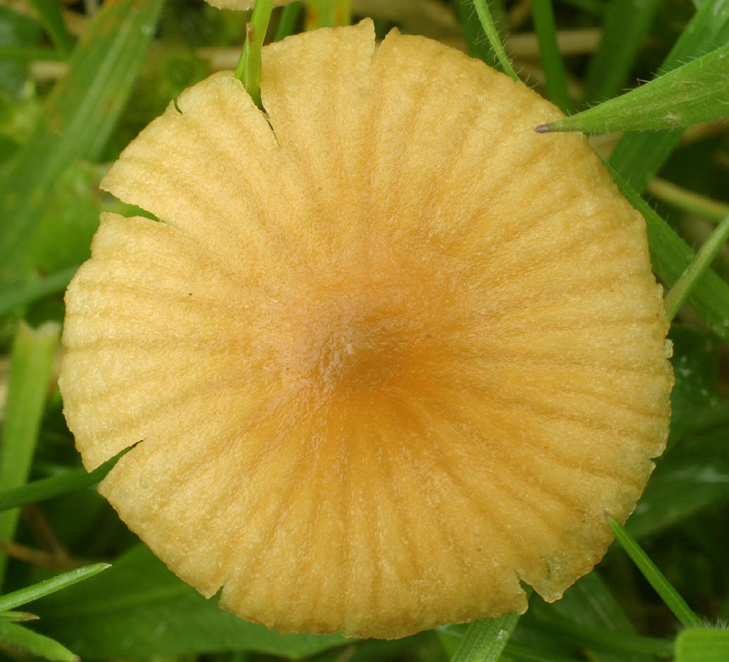 Image of Galerina graminea (Velen.) Kühner 1935