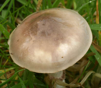 Image of Stropharia inuncta (Fr.) Quél. 1872