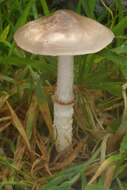 Image of Stropharia inuncta (Fr.) Quél. 1872