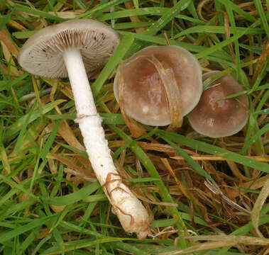 Image of Stropharia inuncta (Fr.) Quél. 1872