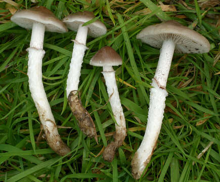 Image of Stropharia inuncta (Fr.) Quél. 1872