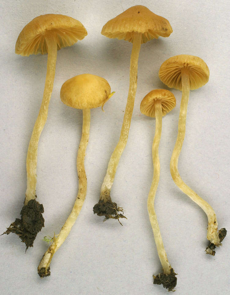 Image of Galerina graminea (Velen.) Kühner 1935