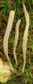 Image of Clavaria tenuipes Berk. & Broome 1848