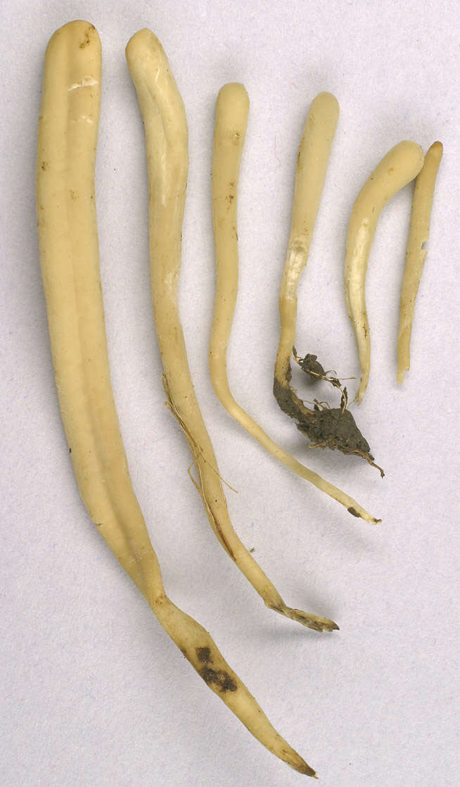 Image of Clavaria tenuipes Berk. & Broome 1848