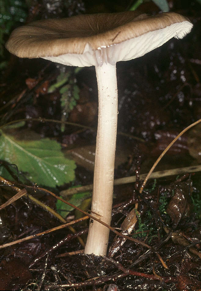 Image of Megacollybia platyphylla (Pers.) Kotl. & Pouzar 1972