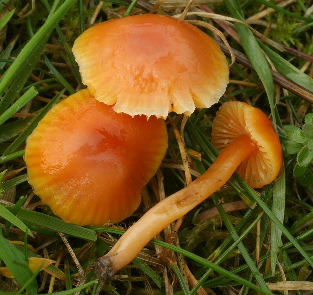 Image of Hygrocybe mucronella (Fr.) P. Karst. 1879