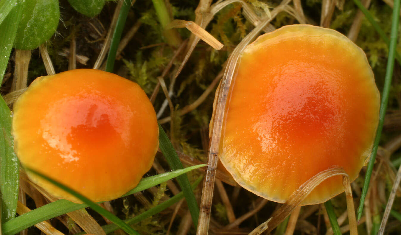 Image of Hygrocybe mucronella (Fr.) P. Karst. 1879