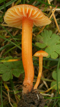 Image of Hygrocybe mucronella (Fr.) P. Karst. 1879