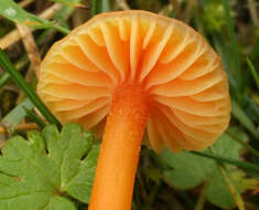 Image of Hygrocybe mucronella (Fr.) P. Karst. 1879