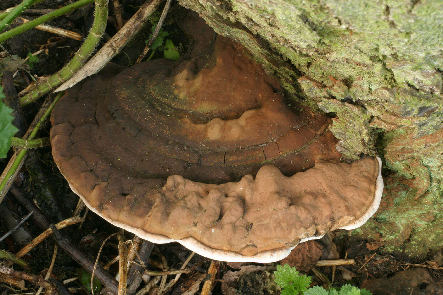 Image of Ganoderma australe (Fr.) Pat. 1889