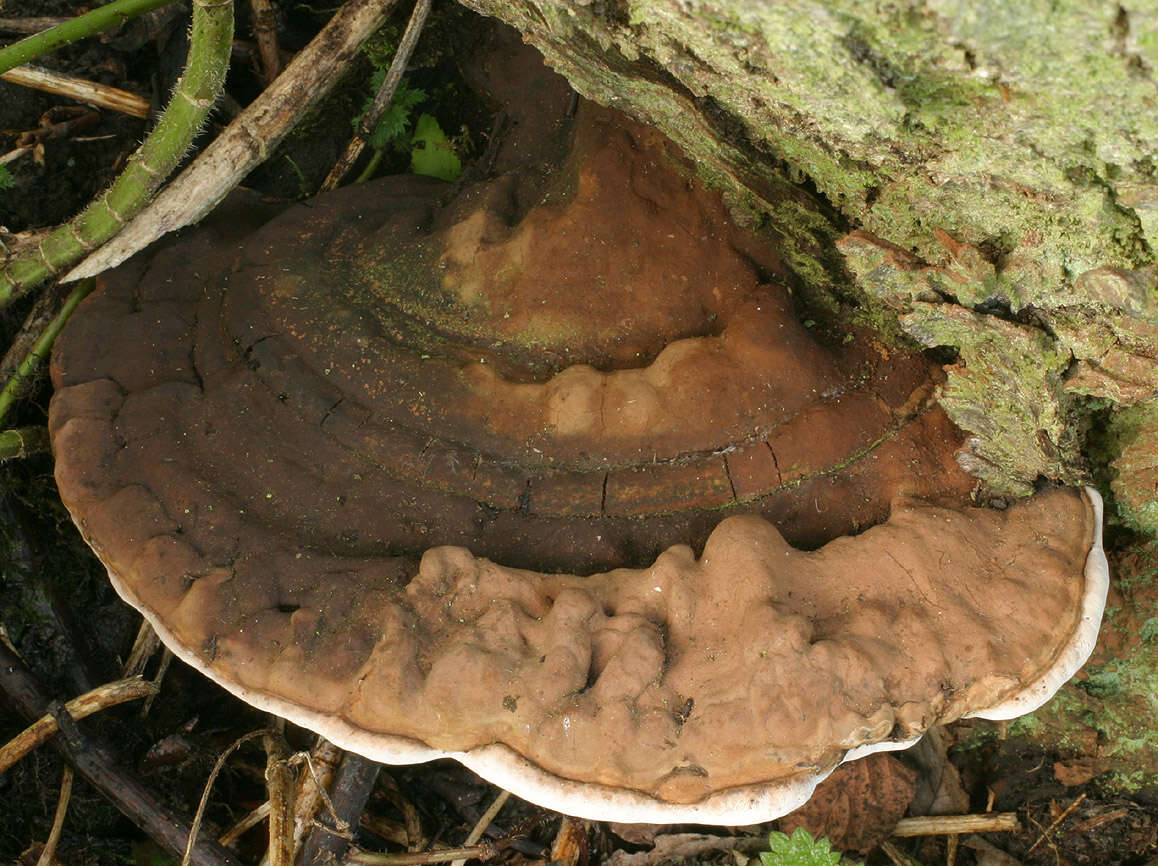 Image of Ganoderma australe (Fr.) Pat. 1889