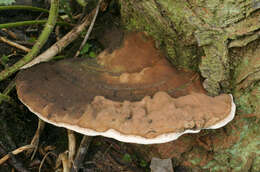 Image of Ganoderma australe (Fr.) Pat. 1889