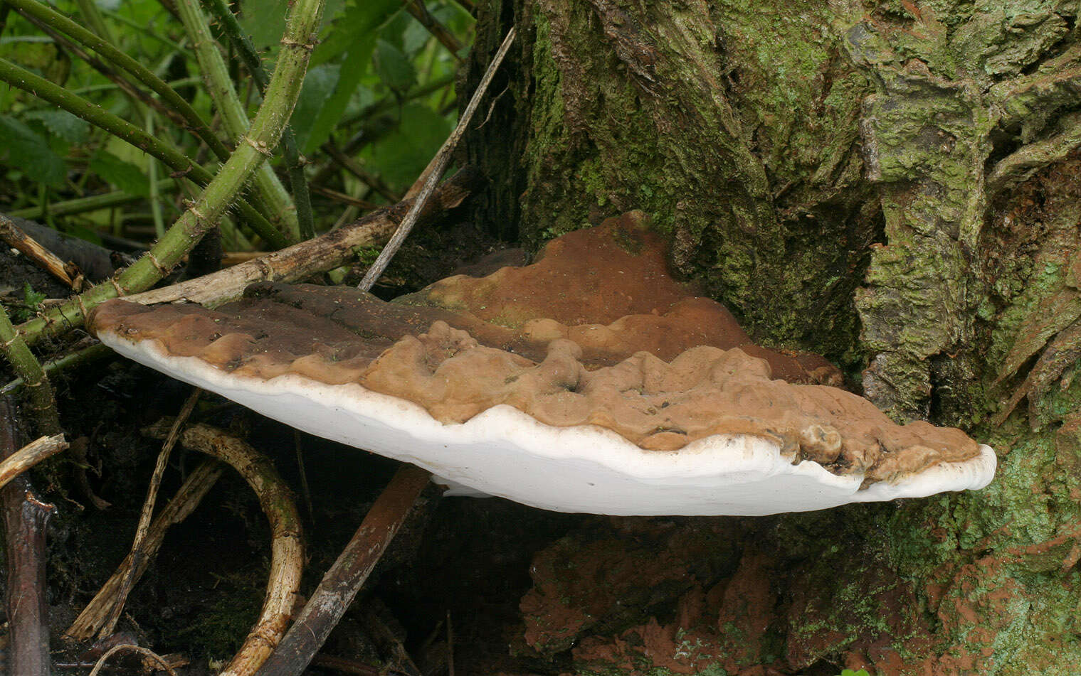 Image of Ganoderma australe (Fr.) Pat. 1889