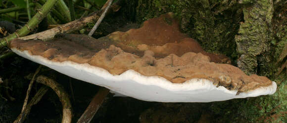 Imagem de Ganoderma australe (Fr.) Pat. 1889