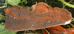 Image of Ganoderma australe (Fr.) Pat. 1889