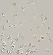 Image of Hygrocybe mucronella (Fr.) P. Karst. 1879