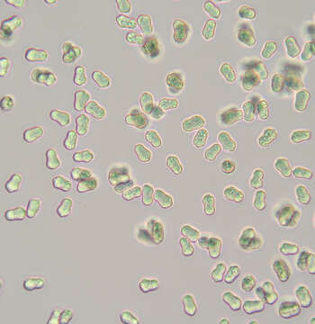 Image of Hygrocybe mucronella (Fr.) P. Karst. 1879