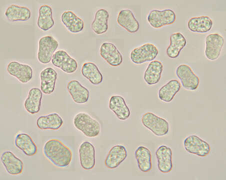 Image of Hygrocybe mucronella (Fr.) P. Karst. 1879