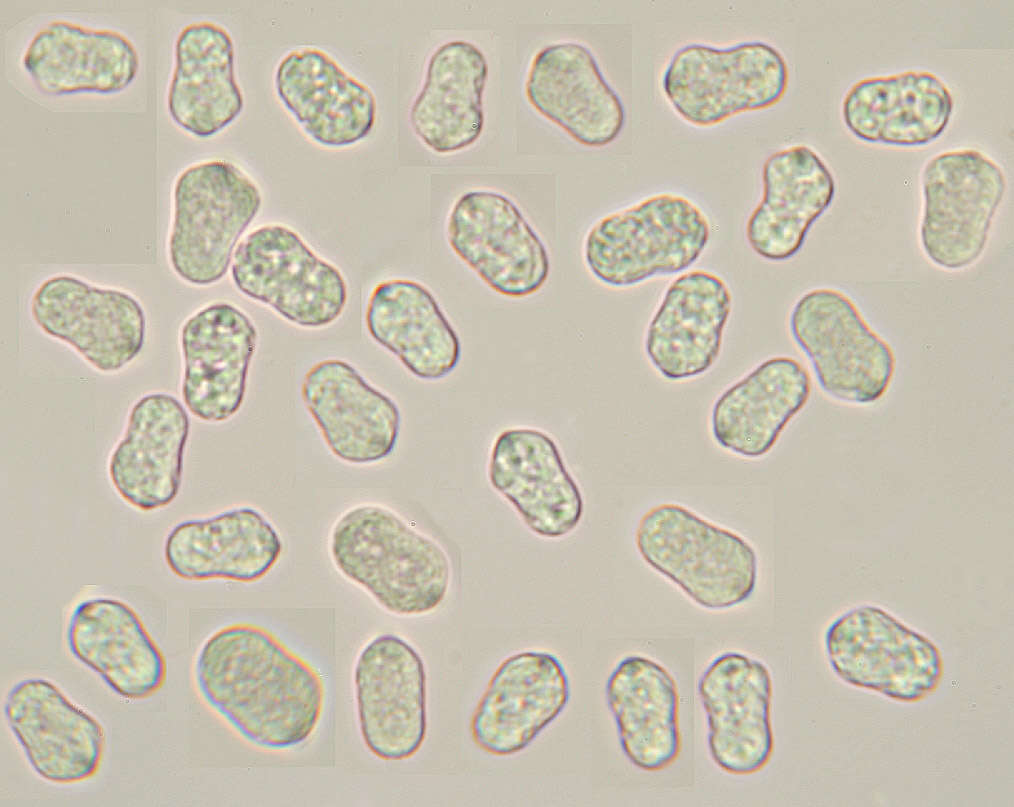 Image of Hygrocybe mucronella (Fr.) P. Karst. 1879