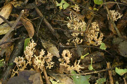 صورة Ramaria gracilis (Pers.) Quél. 1888