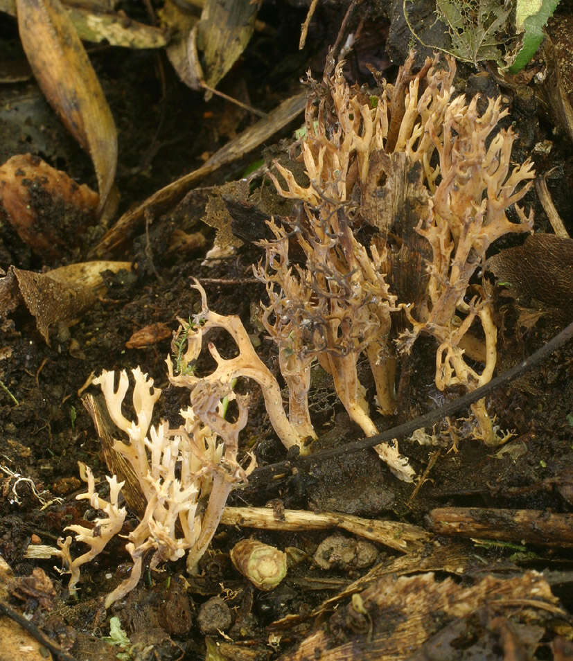 صورة Ramaria gracilis (Pers.) Quél. 1888