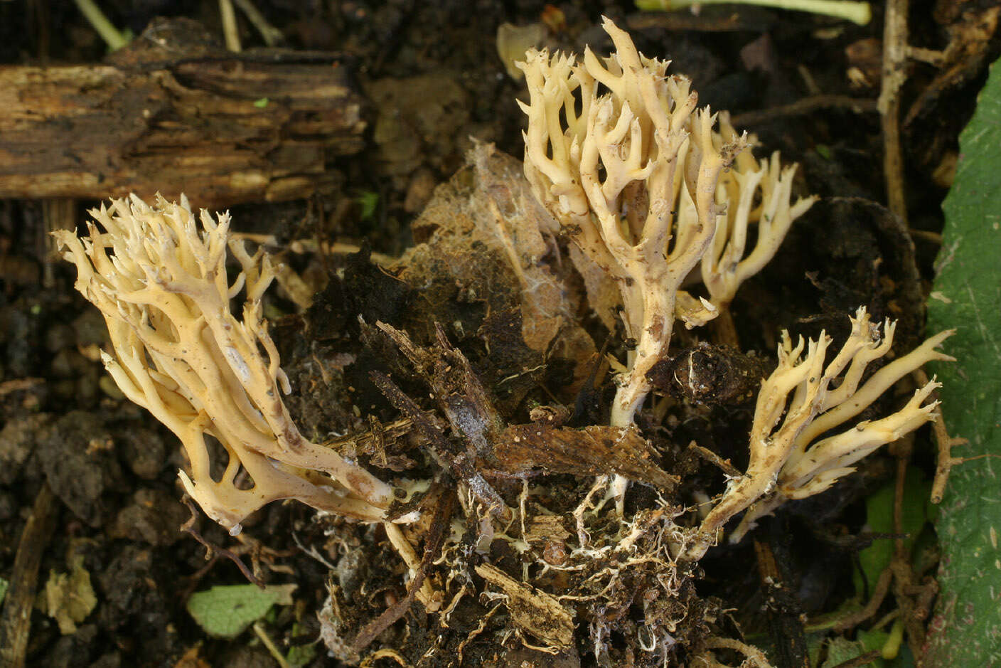 صورة Ramaria gracilis (Pers.) Quél. 1888