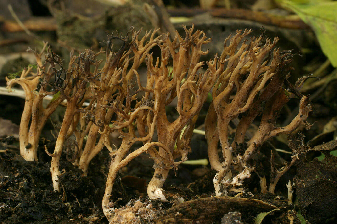 صورة Ramaria gracilis (Pers.) Quél. 1888