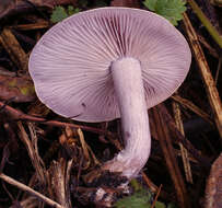 Image of the blewit