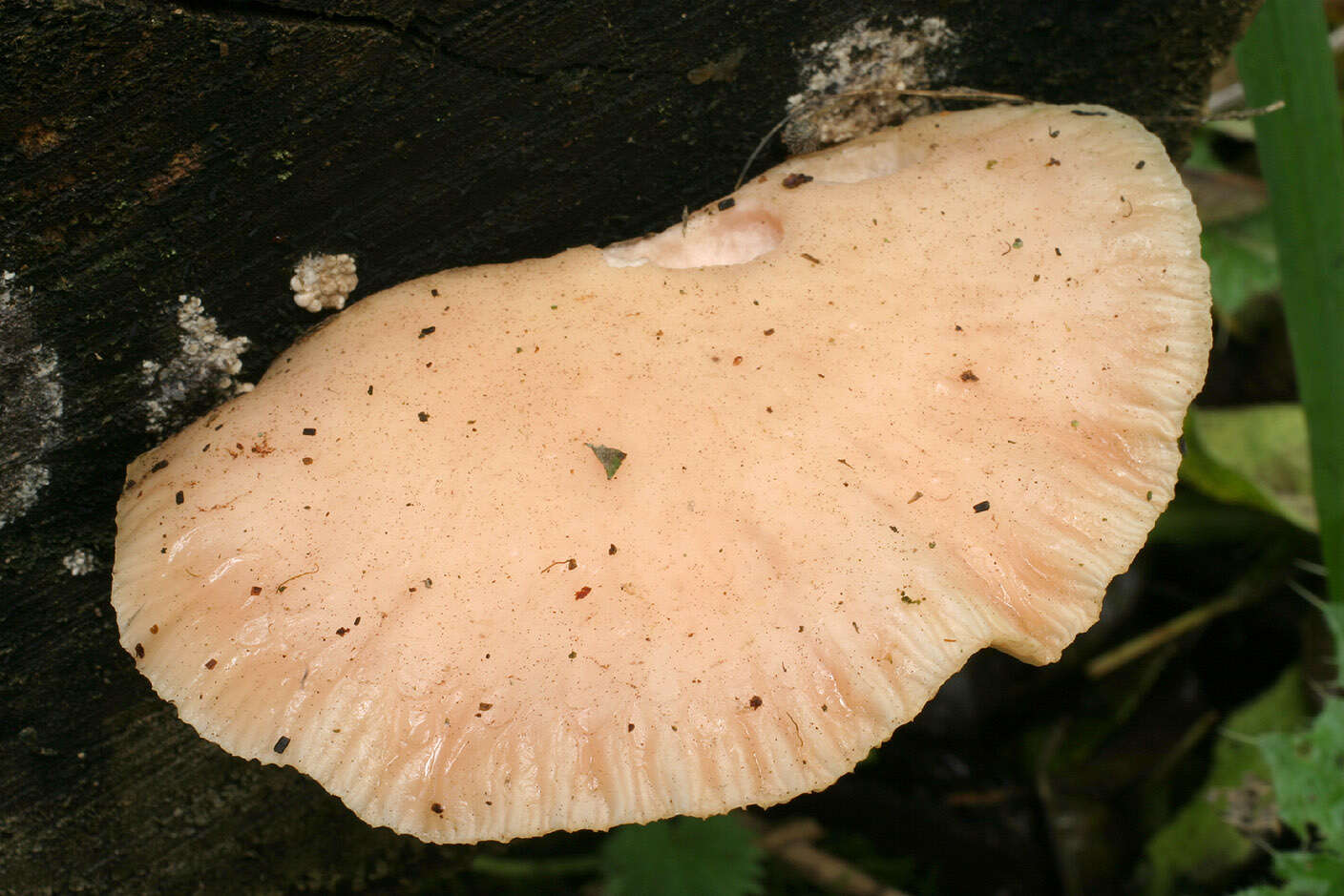 Rhodotus resmi