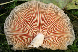 Rhodotus resmi