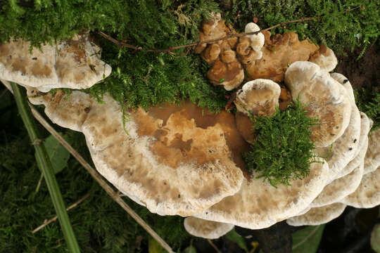 Image de Polypore enfumé