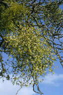 Image of European mistletoe