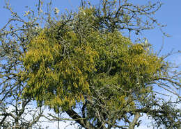 Image of European mistletoe